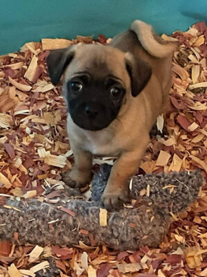 Little Puppy Luv Pugshire puppy