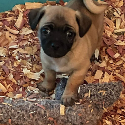 Little Puppy Luv Pugshire puppy