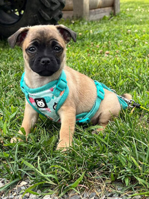 Little Puppy Luv Pugshire puppy