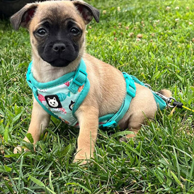 Little Puppy Luv Pugshire puppy