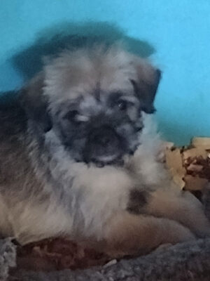 Little Puppy Luv Pugshire puppy