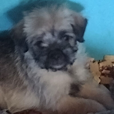 Little Puppy Luv Pugshire puppy