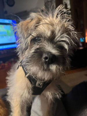 Little Puppy Luv Pugshire puppy