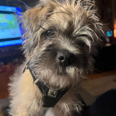 Little Puppy Luv Pugshire puppy