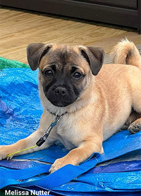 Little Puppy Luv Pugshire puppy