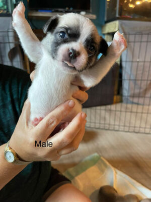 Little Puppy Luv Pugshire puppy