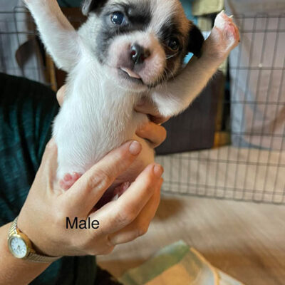 Little Puppy Luv Pugshire puppy