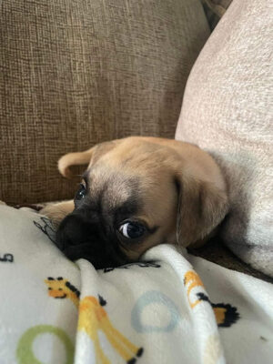 Little Puppy Luv Pugshire puppy