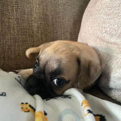 Little Puppy Luv Pugshire puppy