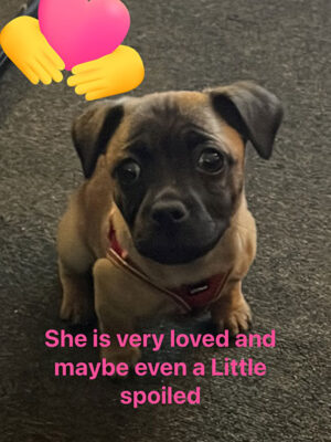 Little Puppy Luv Pugshire puppy