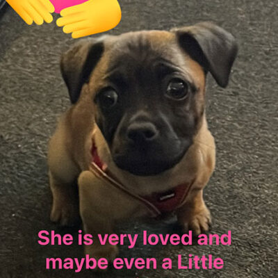 Little Puppy Luv Pugshire puppy