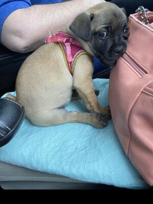 Little Puppy Luv Pugshire puppy