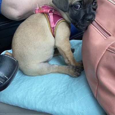 Little Puppy Luv Pugshire puppy