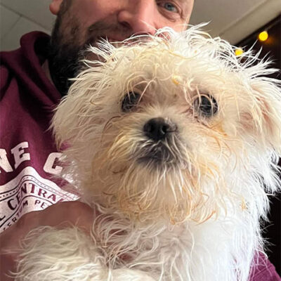 Little Puppy Luv Pugshire puppy