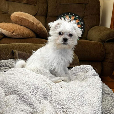 Little Puppy Luv Pugshire puppy