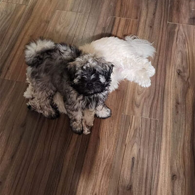 Little Puppy Luv Pugshire puppies