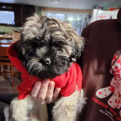 Little Puppy Luv Pugshire puppy