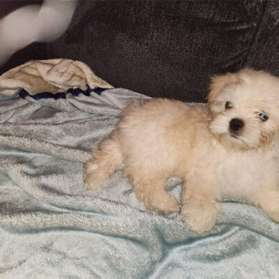 Little Puppy Luv Pugshire puppy