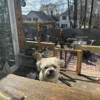 Little Puppy Luv Pugshire puppy