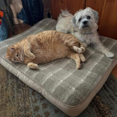 Little Puppy Luv cat and dog