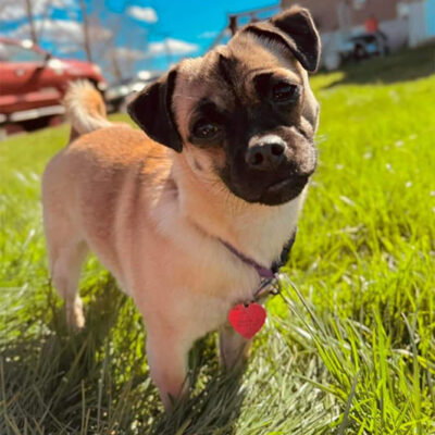 Little Puppy Luv Pugshire puppy