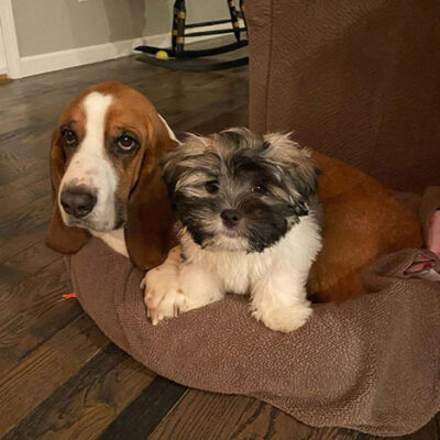 Little Puppy Luv Pugshire dogs