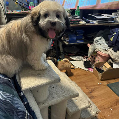 Little Puppy Luv Pugshire