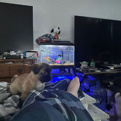 Little Puppy Luv Pugshire puppy