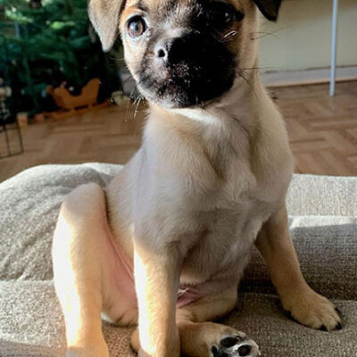 Little Puppy Luv Pugshire puppy