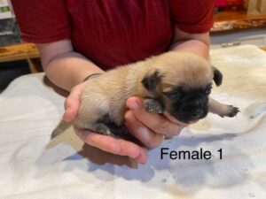 Female1-2
