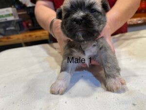 Male1-2