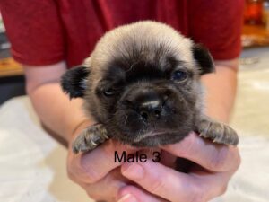 Male3
