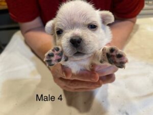 Male4