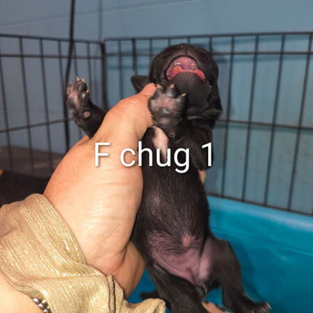 Chug Female 1