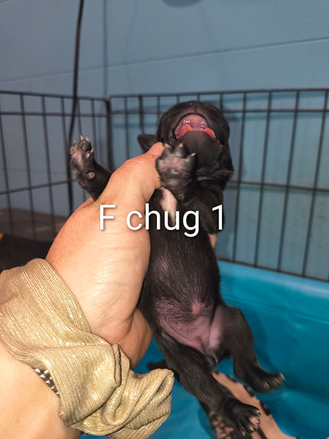 Chug Female 1 Chug Female 1