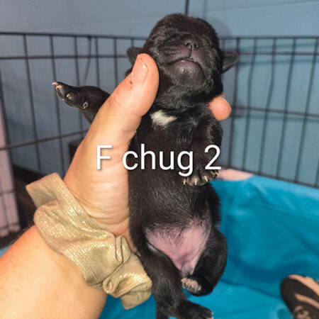 Chug Female 2