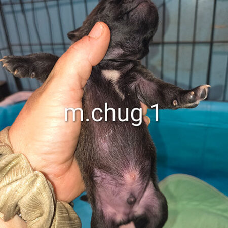 Chug Male 1