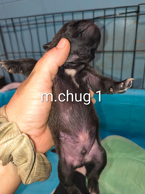 Chug Male 1 Chug Male 1