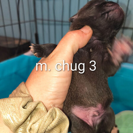 Chug male 3