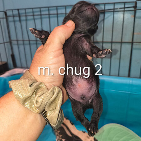 Chug Male 2