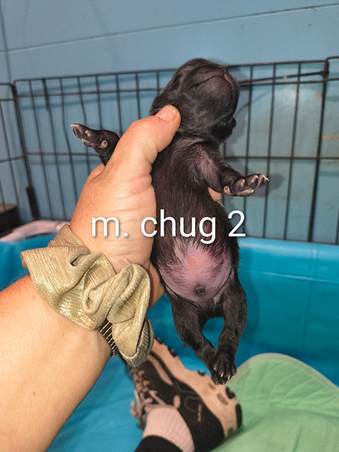 Chug Male 2 Chug Male 2