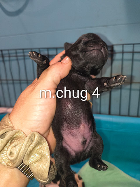 Chug Male 4 Chug Male 4