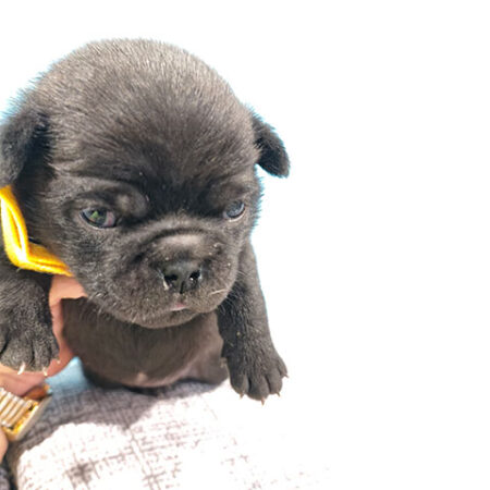 Home Pugshire Female 1