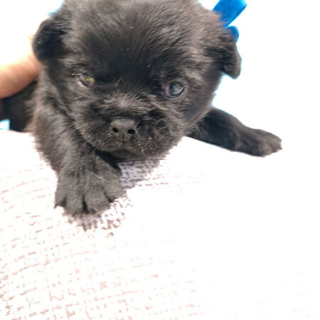 Home Pugshire Male 2