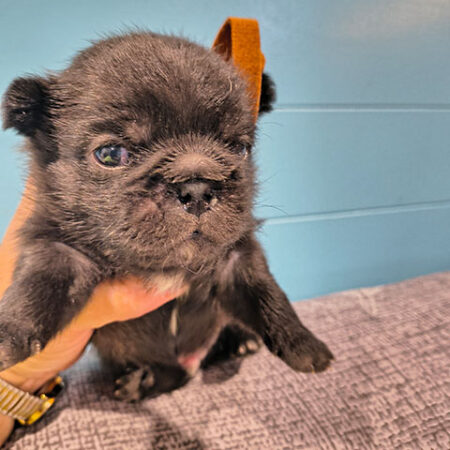 Home Pugshire Male 1 ~ Sold