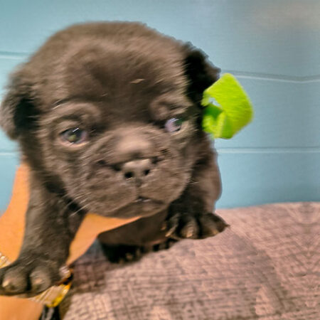 Home Pugshire Male 3