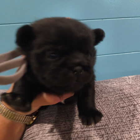 Home Pugshire Male 4