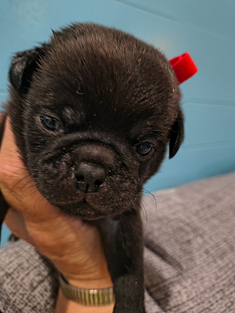 Chug Male 1 Chug Male 1