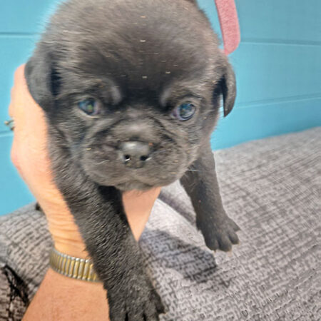 Home Chug Female 1 ~ Sold