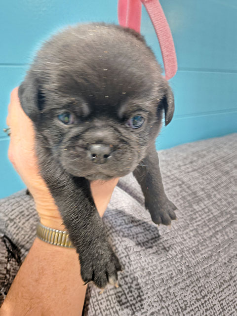 Chug Female 1 ~ Sold Chug Female 1 ~ Sold